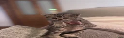 Domestic Shorthair cats for sale: Tabby kittens - Advert 2