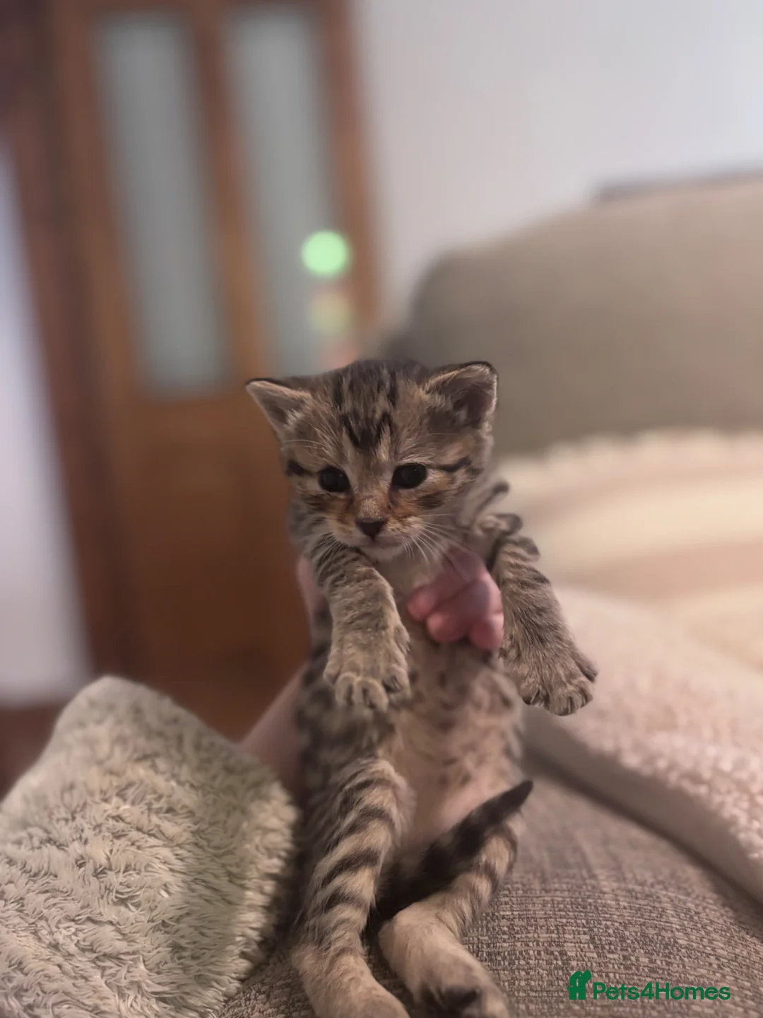 Domestic Shorthair cats for sale: Tabby kittens - Advert 2