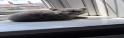 British Shorthair cats for sale: Pure British shorthair kittens - Advert 25