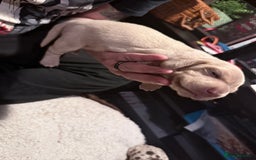 Mixed Breed dogs for sale: Adorable Daschund x spaniel pups  - Advert 17