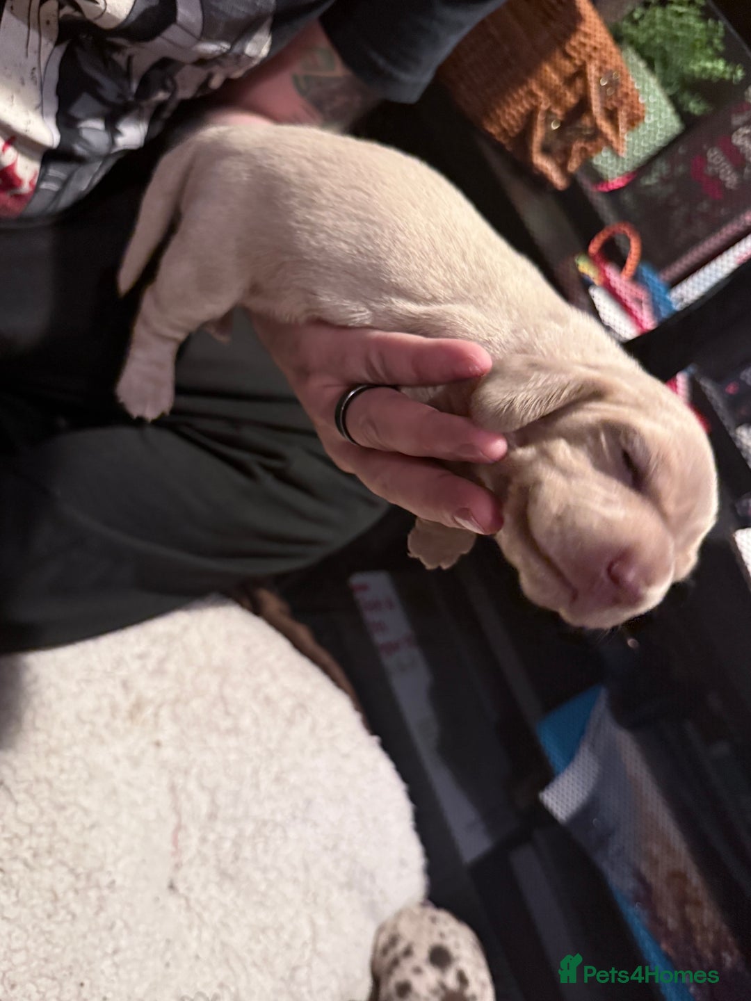 Mixed Breed dogs for sale: Adorable Daschund x spaniel pups  - Advert 17