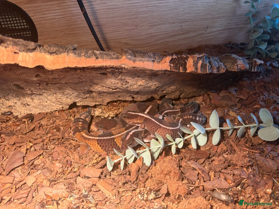 Gecko reptiles for sale: 4 African fat tailed geckos  in Weston-super-Mare - Advert 5