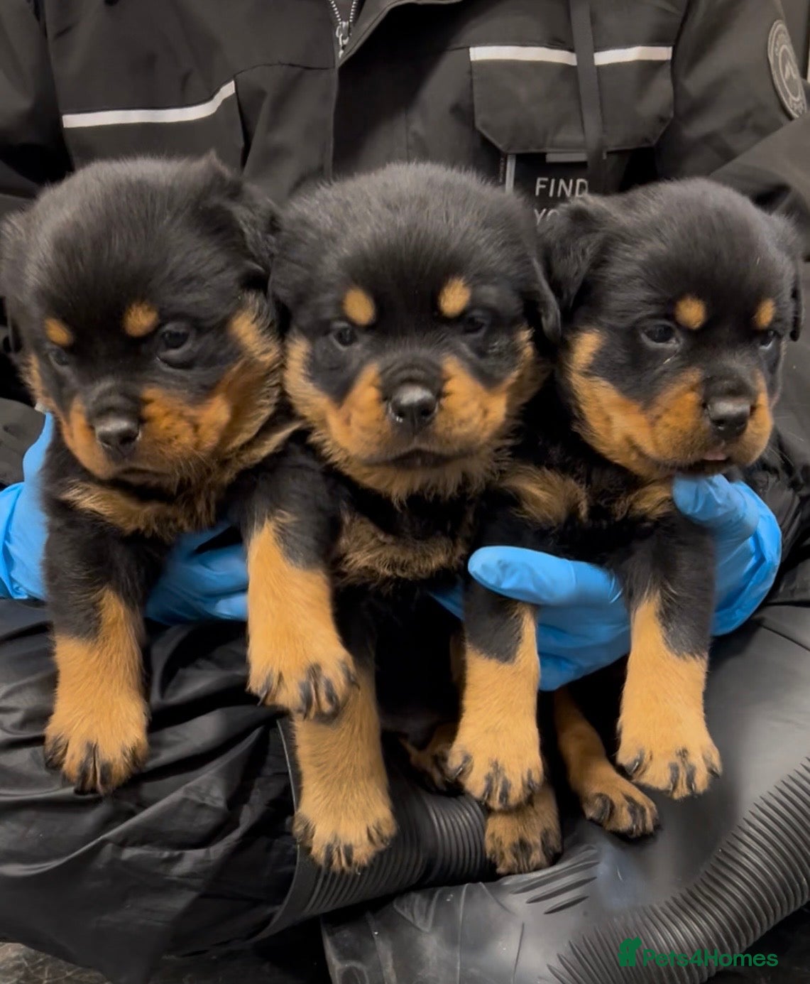 Rottweiler dogs Rottweiler Puppies  - Advert 1