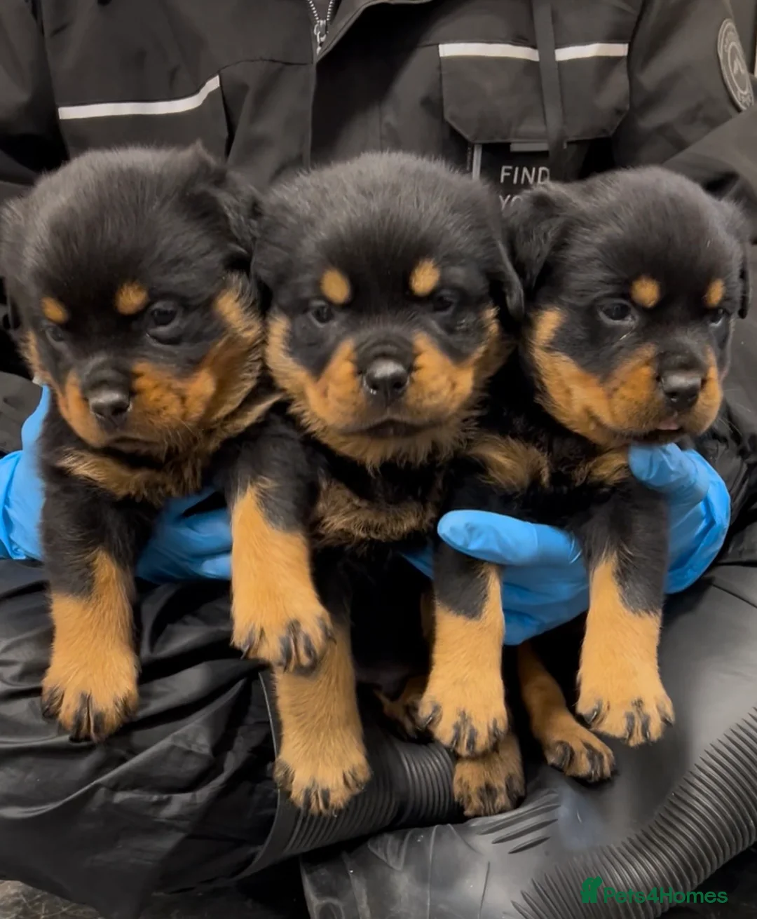 Rottweiler dogs for sale: Rottweiler Puppies  - Advert 1