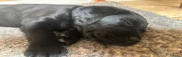 Labrador Retriever dogs for sale: Black Labrador pups, KC, dna tests, great scores - Advert 21