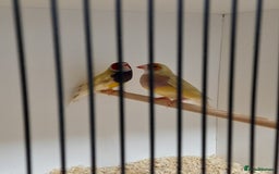 Finches birds for sale: Gouldian Finches for sale  - Image 3