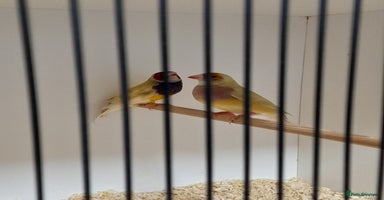Finches birds - Advert 6