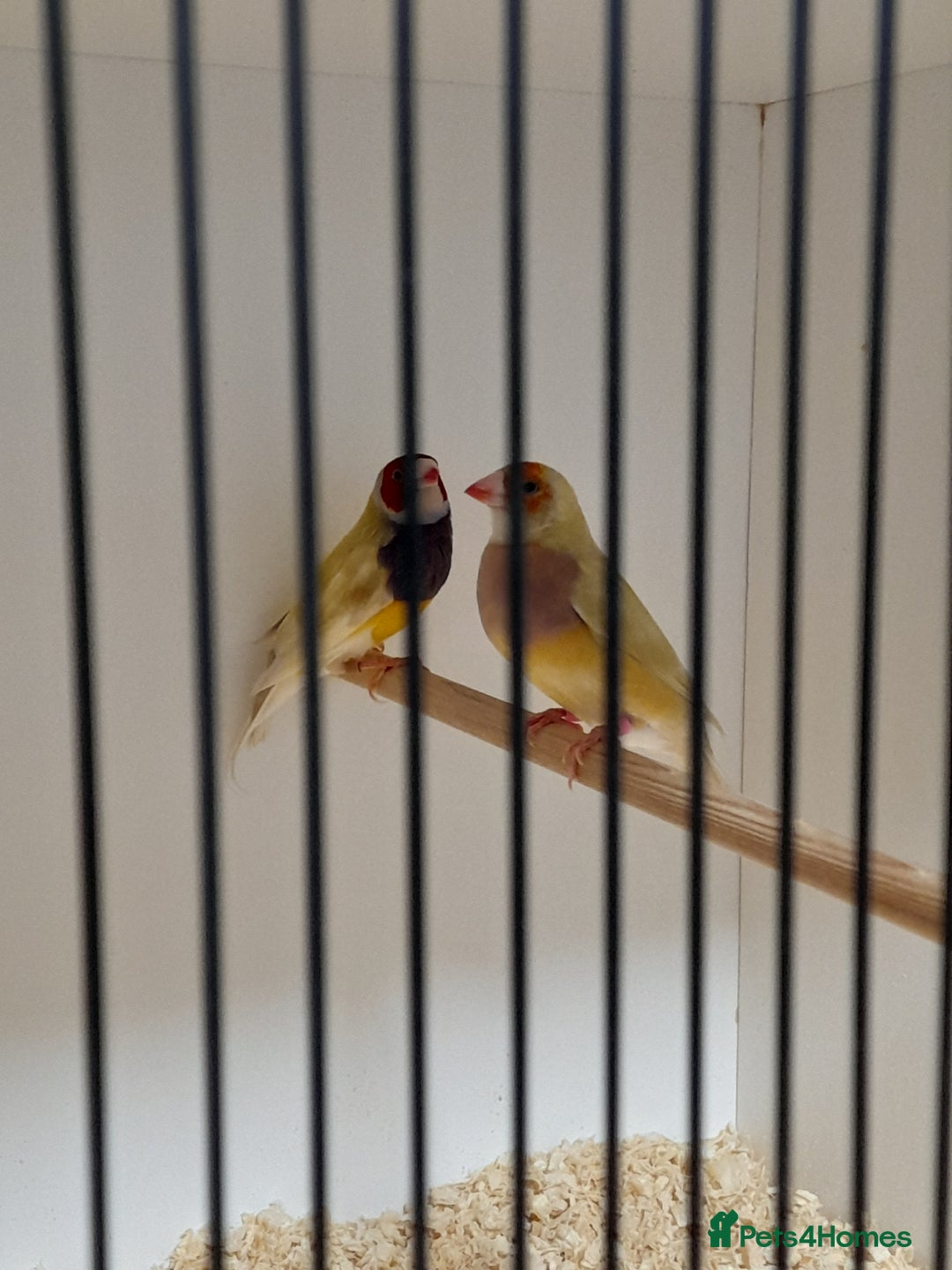 Finches birds for sale: Gouldian Finches for sale  - Image 3