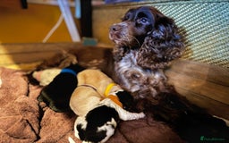 Cocker Spaniel dogs for sale: Cocker Spaniel Puppies - Advert 1