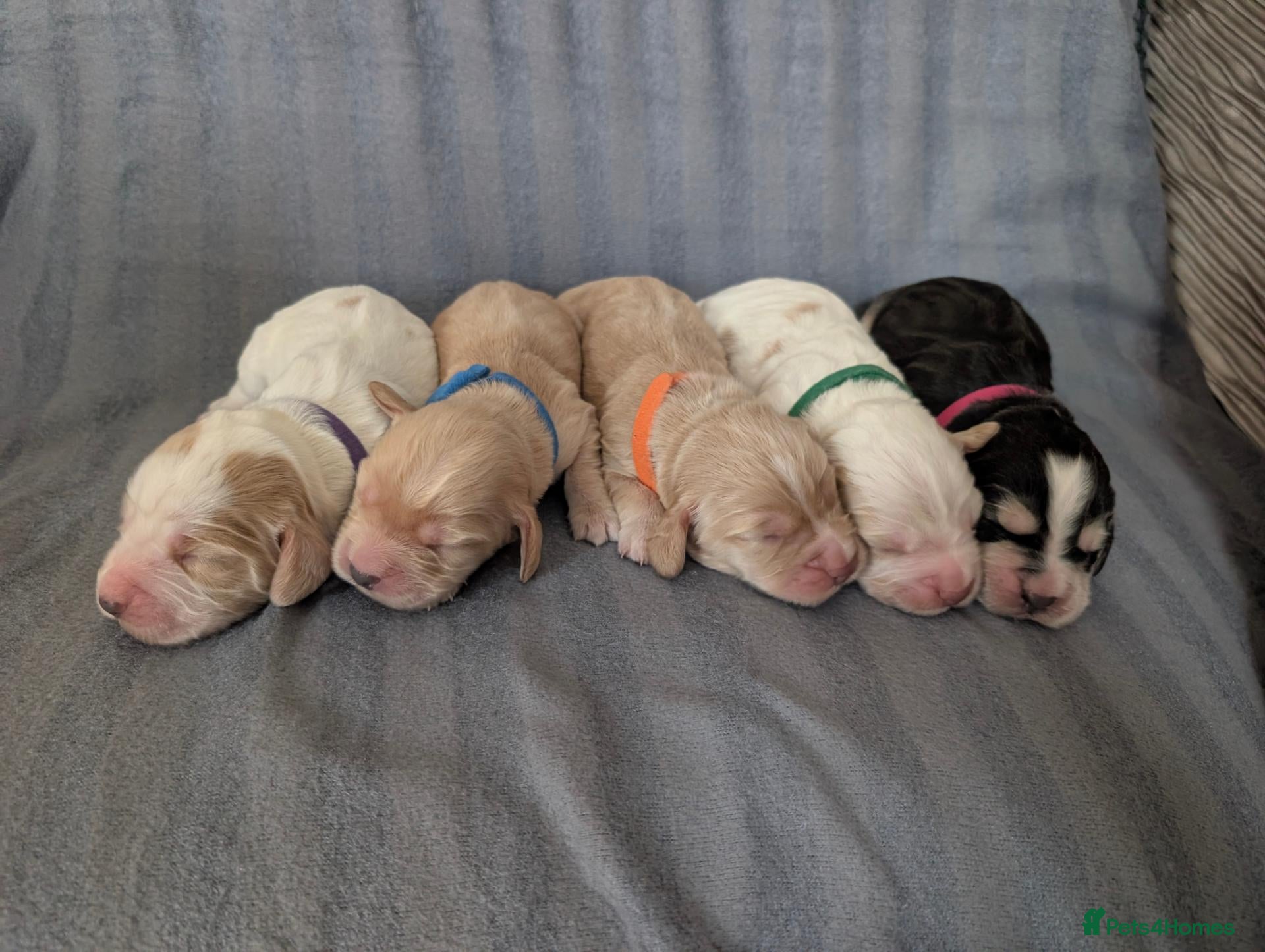 Cocker Spaniel dogs Gorgeous cocker spaniel puppies🤍 - Advert 16