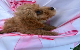 Cavapoo dogs for sale: 🐾💕💙STUNNING F1 CAVAPOOS 💙💕🐾 - Image 11