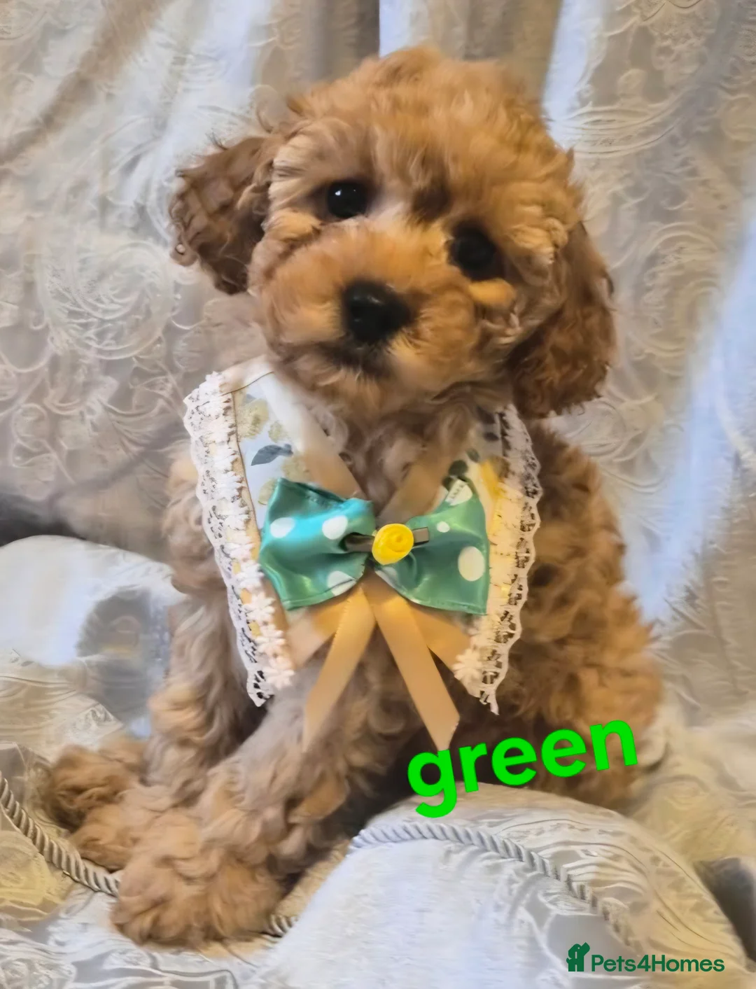 Miniature Poodle dogs for sale: four beautiful little red poodle girls - Advert 3