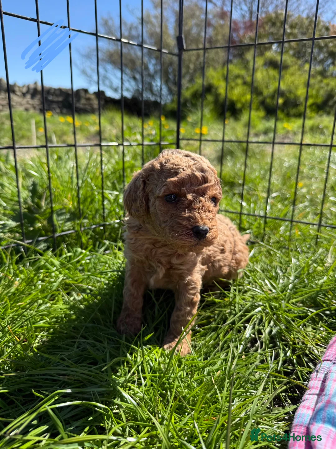 Cavapoo dogs for sale: Cavapoo F1b Puppies in Bishop Auckland - Advert 1