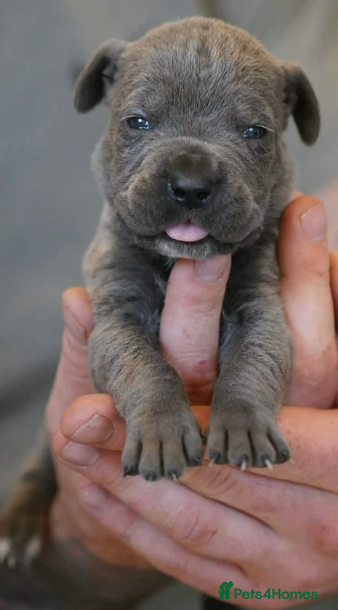 Cane Corso dogs for sale: 11 blue beautiful cane corso puppies 3.5week old in Northwich - Advert 14
