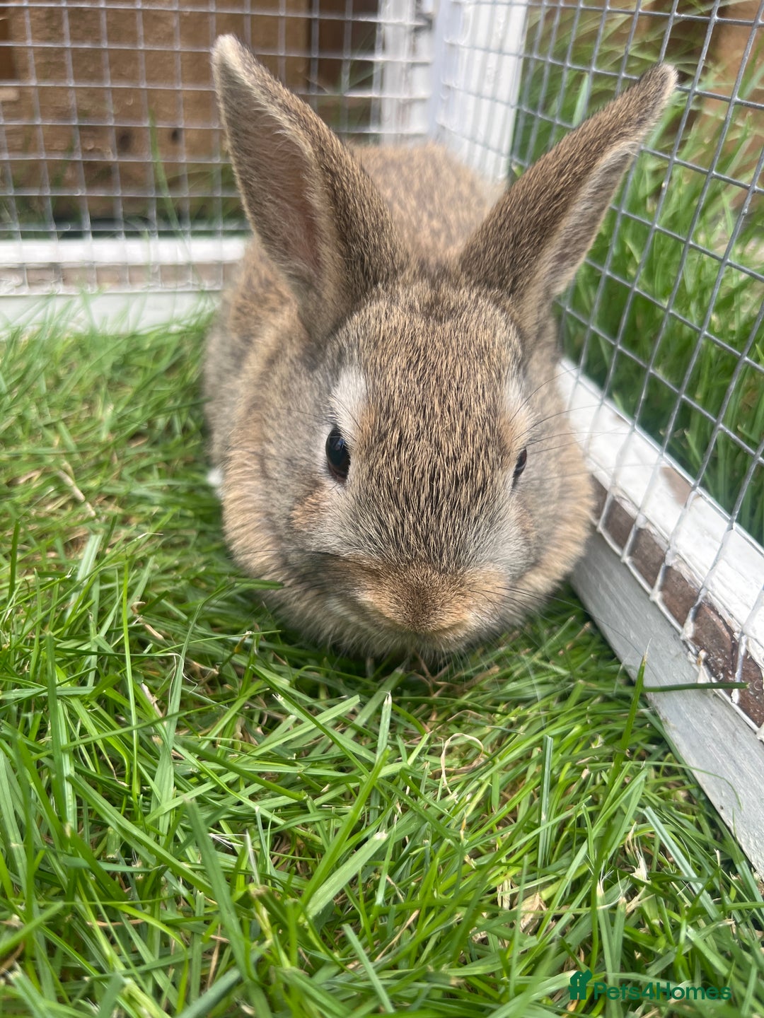 Mixed Breed rabbits for sale: Netherland Dwarf x Mini Lop - Image 4