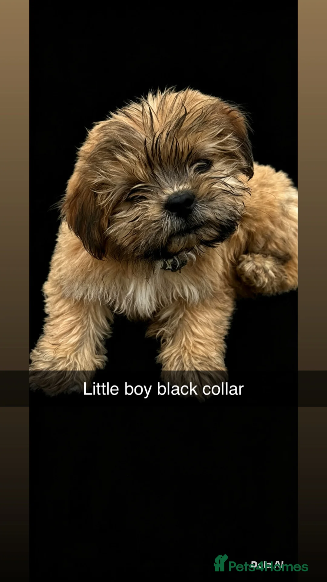 Malshi dogs for sale: Sweet puppies  in Boston - Advert 2