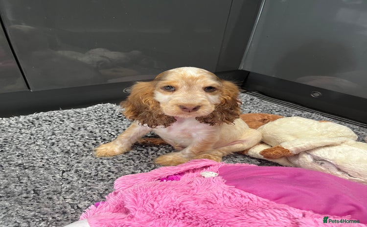 Cocker Spaniel dogs - Advert 3