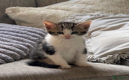 Mixed Breed cats for sale: Beautiful kittens 💗 - Image 4