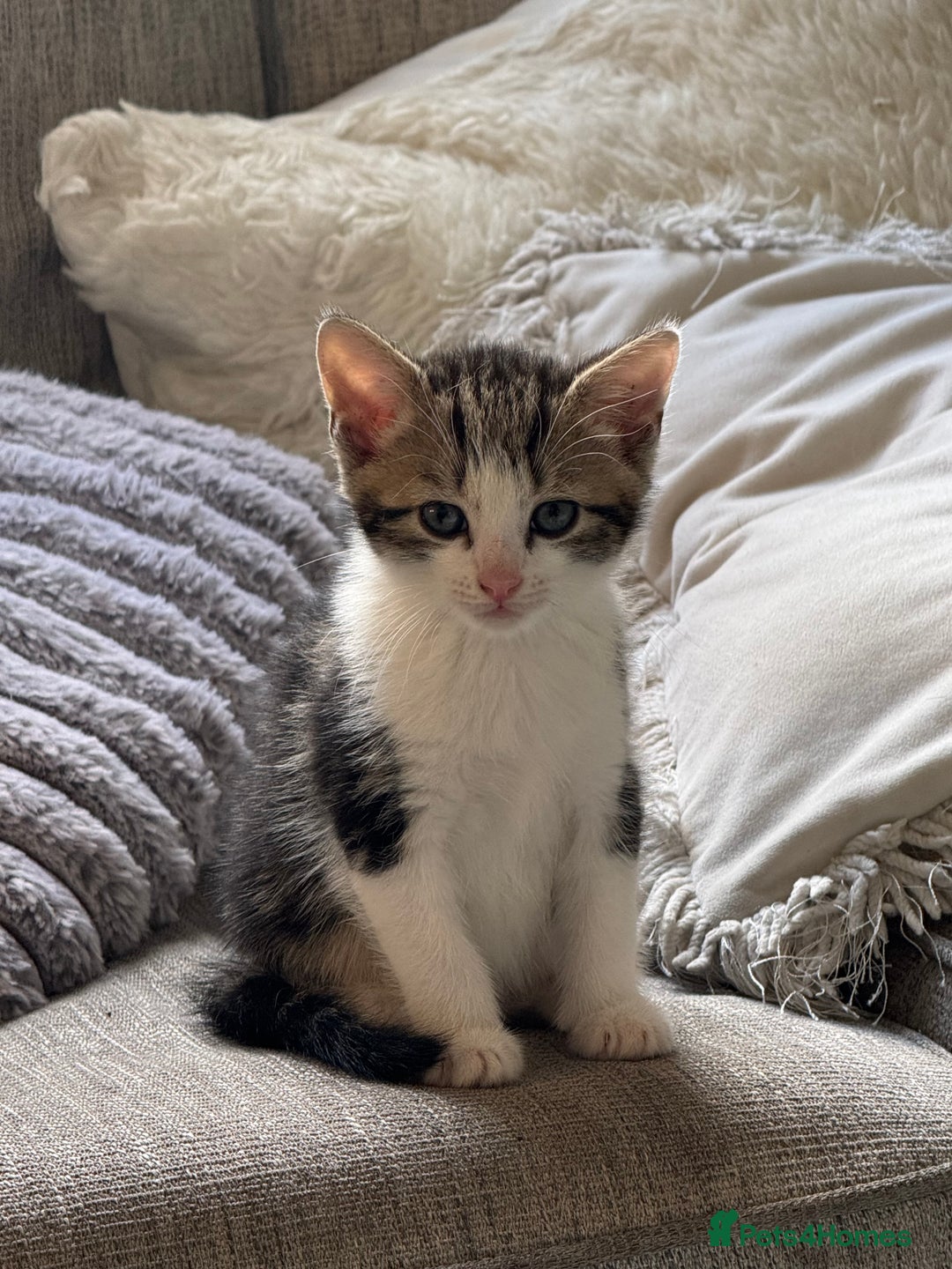Mixed Breed cats for sale: Beautiful kittens 💗 - Image 4