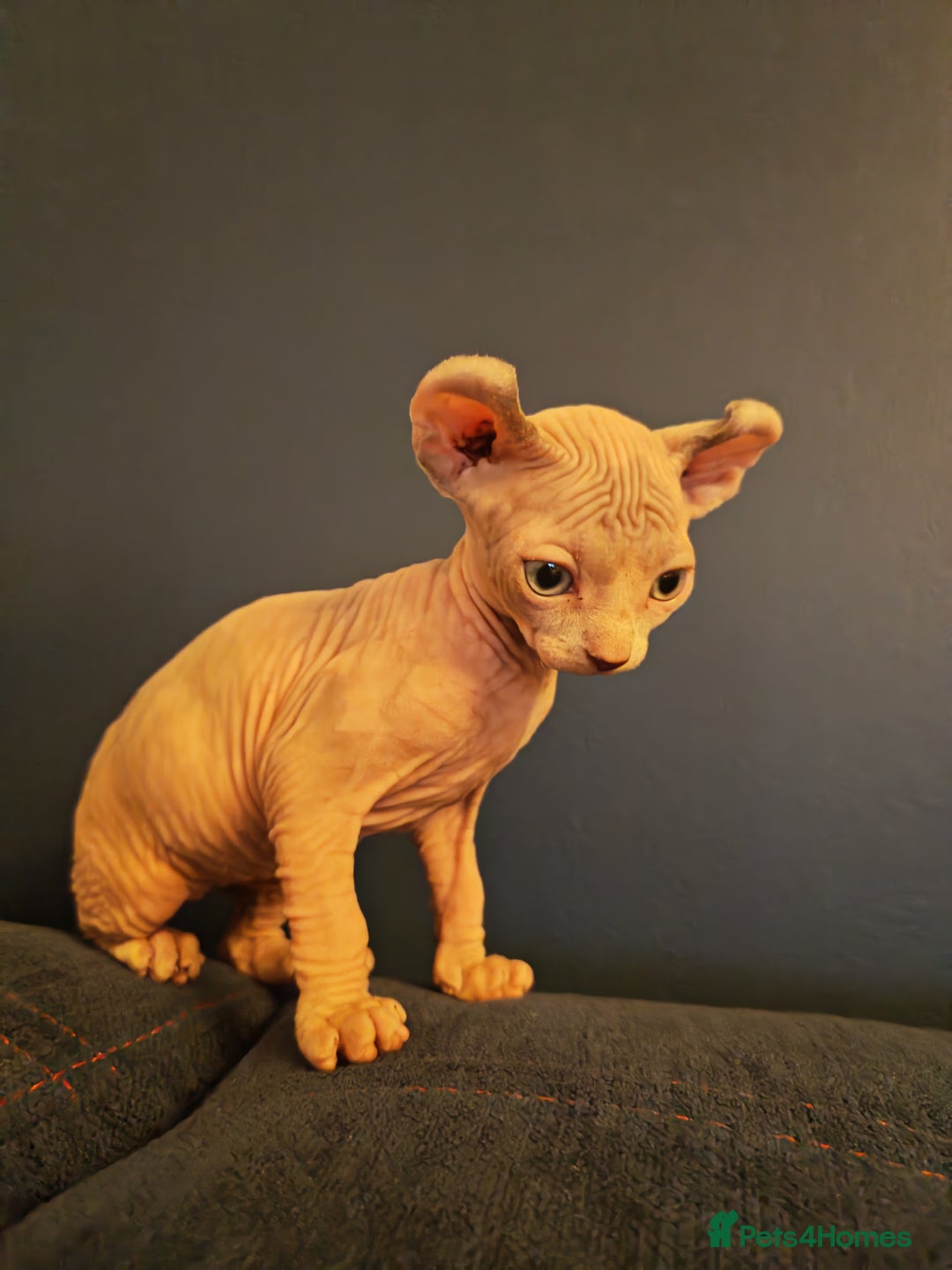 Sphynx cats for sale: Beautiful Pure Sphynx Kittens – Ready Now! - Image 12
