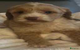 Cockapoo dogs for sale: 5 beautiful F1 cockerpoos  - Image 14