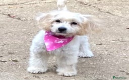 Cavapoo dogs for sale: GORGEOUS F1b TOY CAVAPOO-4 MONTHS OLD 🩷 - Image 7
