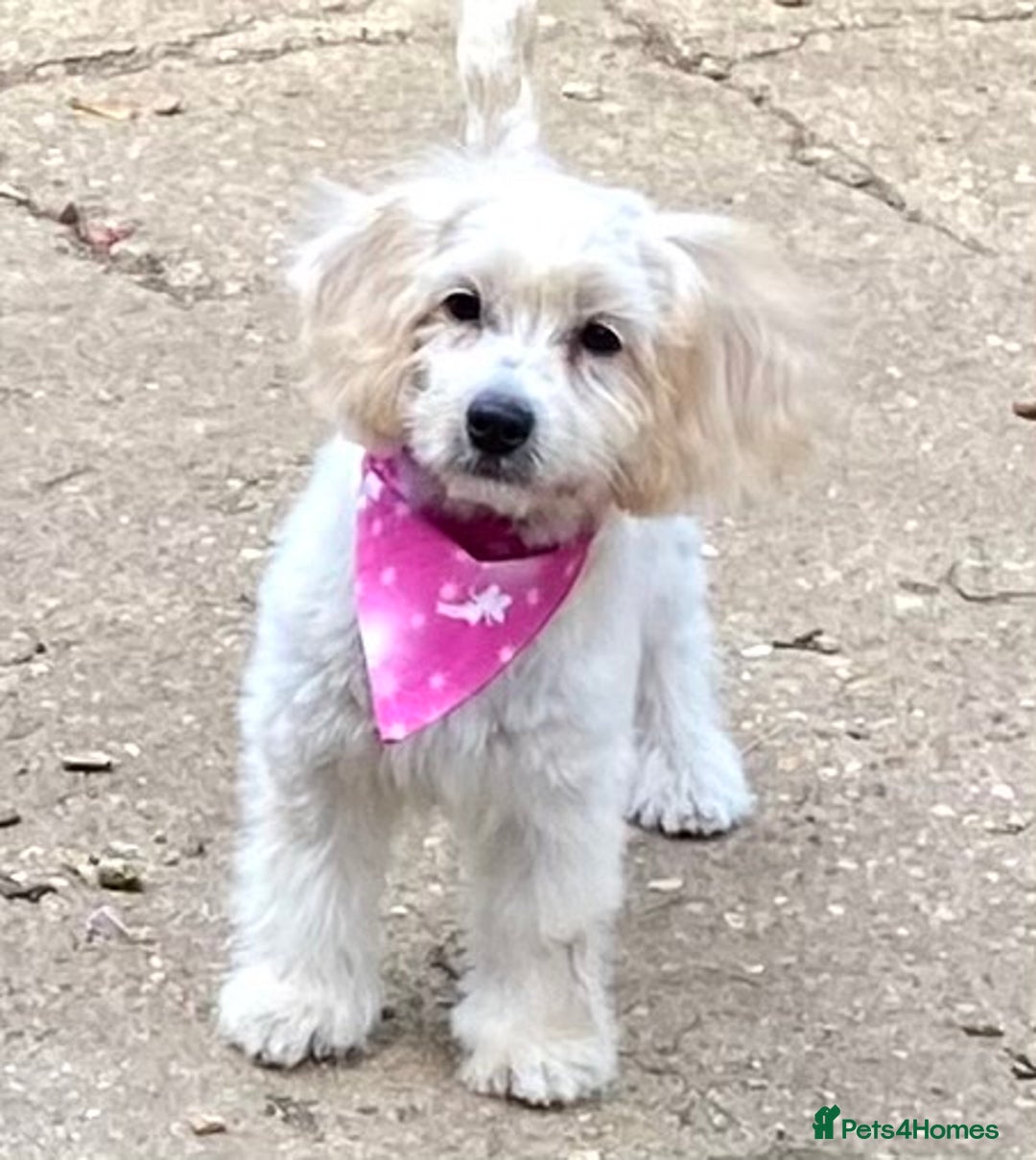 Cavapoo dogs for sale: GORGEOUS F1b TOY CAVAPOO-4 MONTHS OLD 🩷 - Image 7