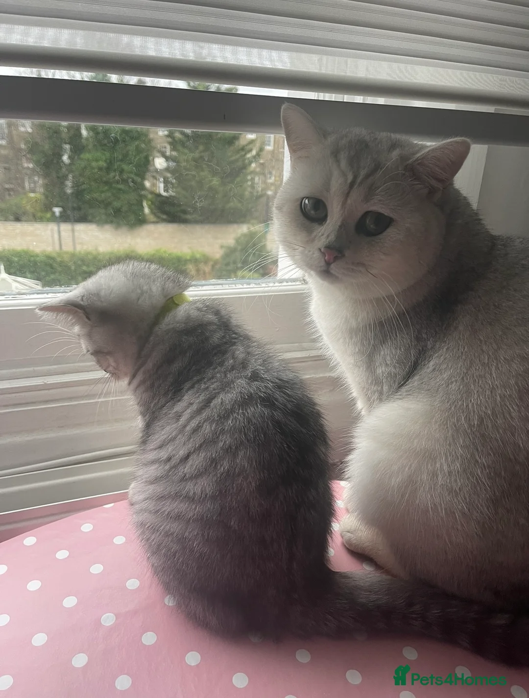 British Shorthair cats for stud: Handsome GCCF Non-Active BSH Stud in London - Advert 10