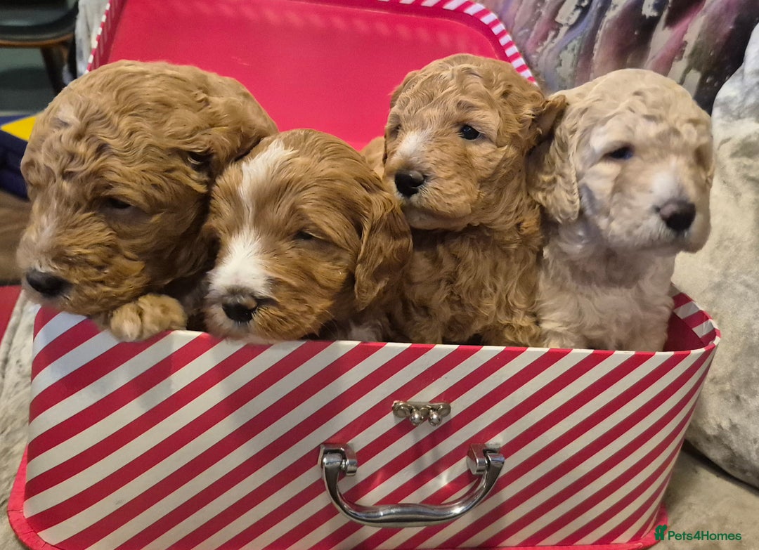 Australian Labradoodle dogs for sale: LAST ONE BOY - Australian Labradoodle Puppies  - Advert 6