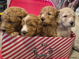 Australian Labradoodle dogs Australian Labradoodle Puppies - Advert 11