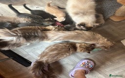 Ragdoll cats for sale: Beautiful Ragdoll cross kittens  - Image 6