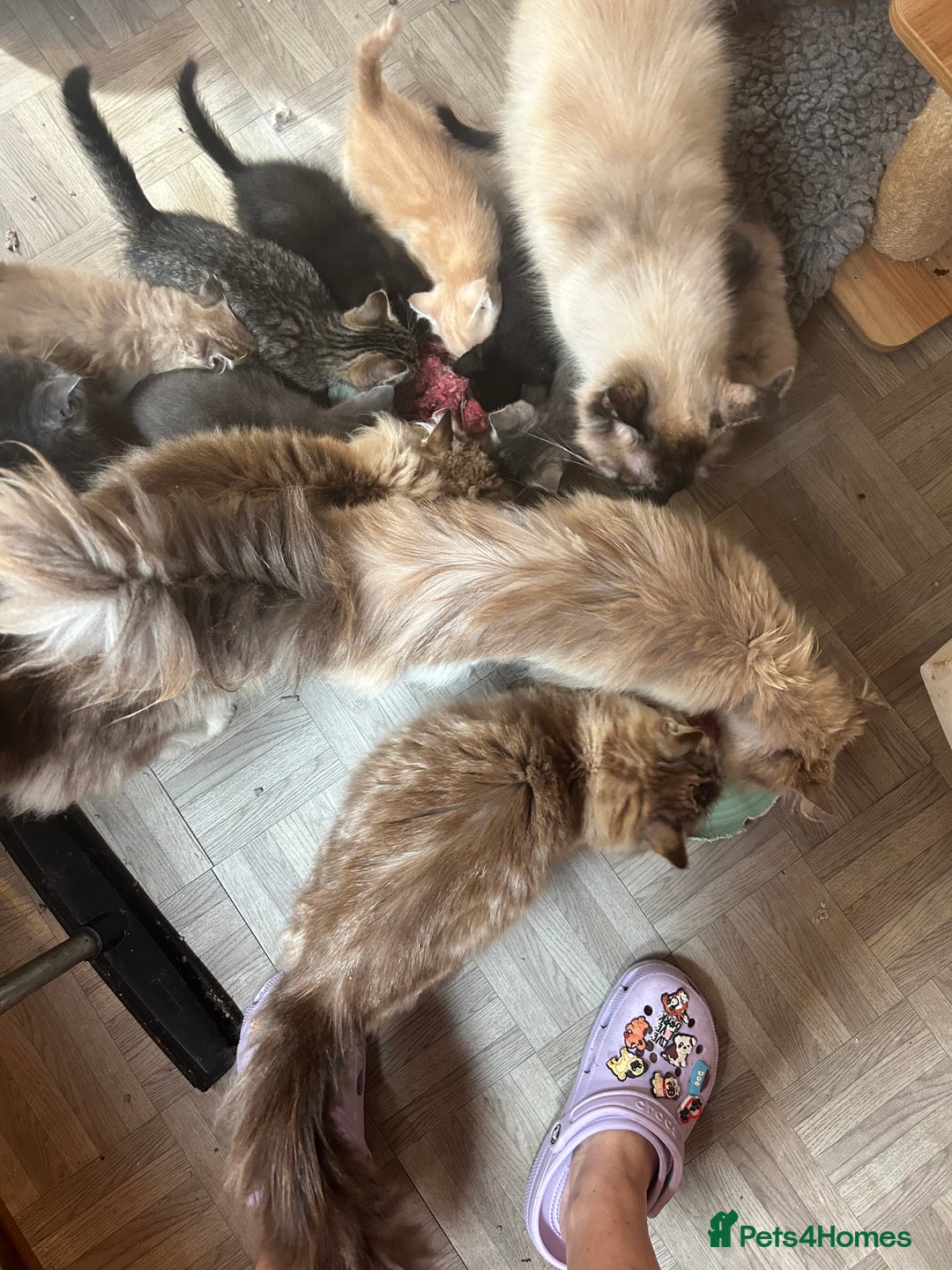 Ragdoll cats for sale: Beautiful Ragdoll cross kittens  - Image 6