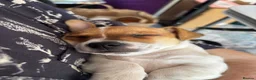Jack Russell dogs for sale: Two gorgeous Jack Russell’s for sale in Barnsley - Advert 10