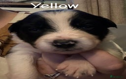 Border Collie dogs for sale: 10 beautiful chunky Border Collies - Image 13