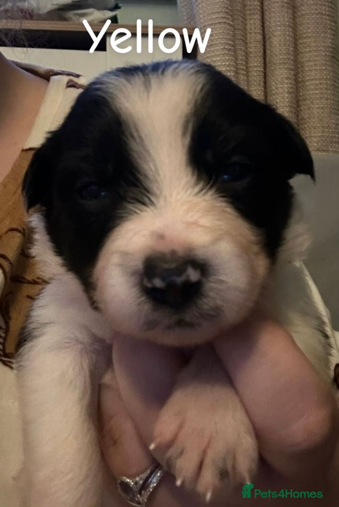 Border Collie dogs for sale: 10 beautiful chunky Border Collies - Image 13