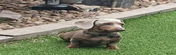 Miniature Dachshund dogs for stud: Isabella & Tan Miniature Dachshund Stud  in Wallingford - Advert 9