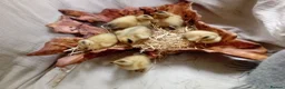 Ducks poultry for sale: Miniature Silver Appleyard ducklings - Advert 1