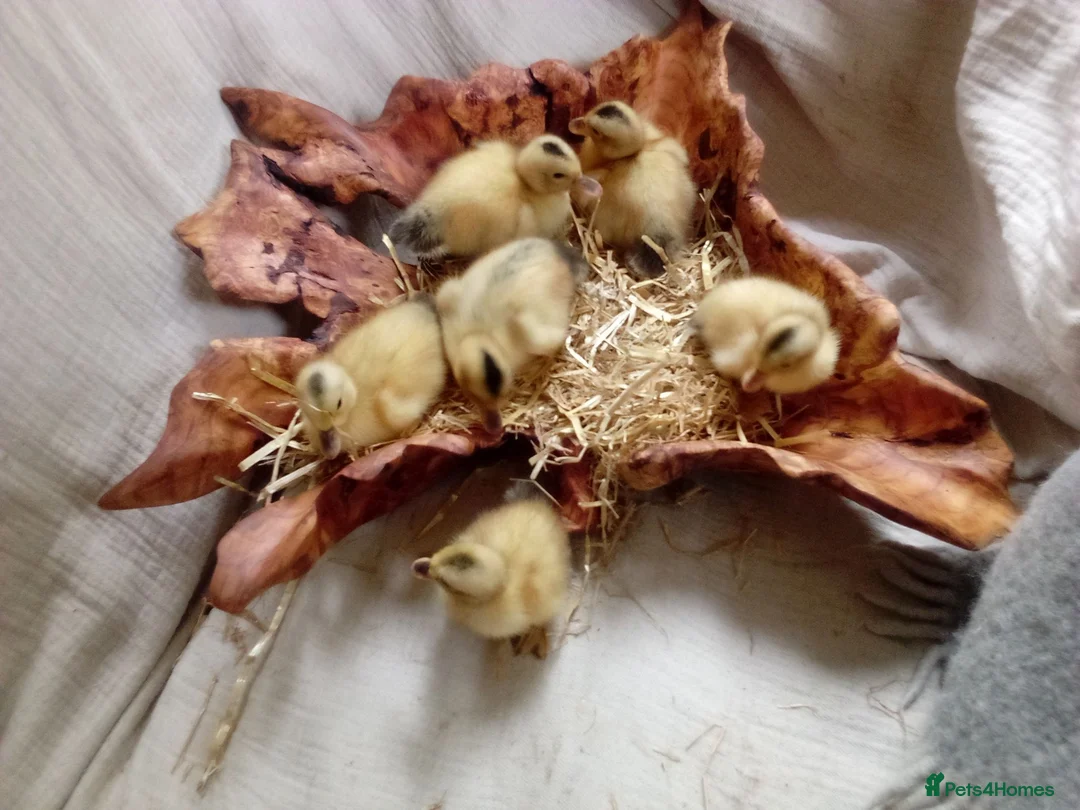 Ducks poultry for sale: Miniature Silver Appleyard ducklings - Advert 1