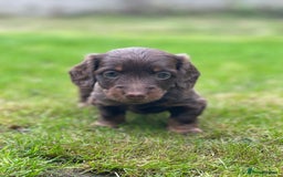 Miniature Dachshund dogs for sale: Kc Reg Long Haired Miniture Dachshund Puppies - Image 26