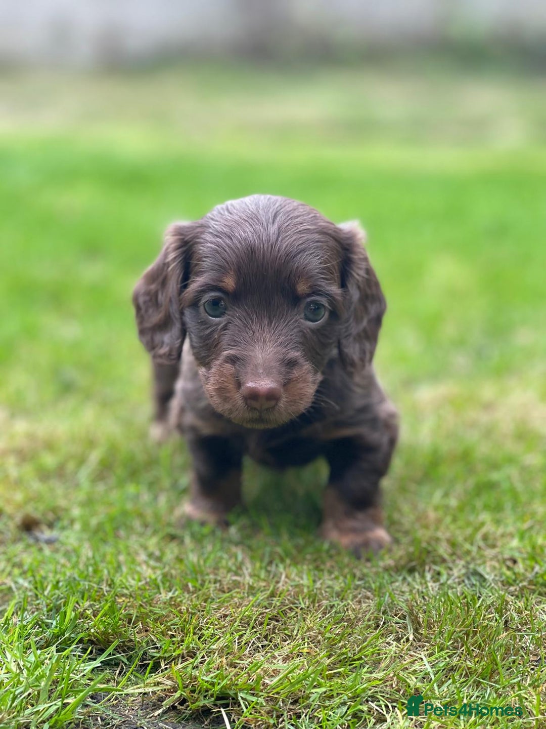 Miniature Dachshund dogs for sale: Kc Reg Long Haired Miniture Dachshund Puppies - Image 26