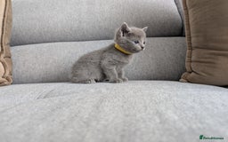 Russian Blue cats for sale: Russian blue babies looking for FOREVER homes - Image 32