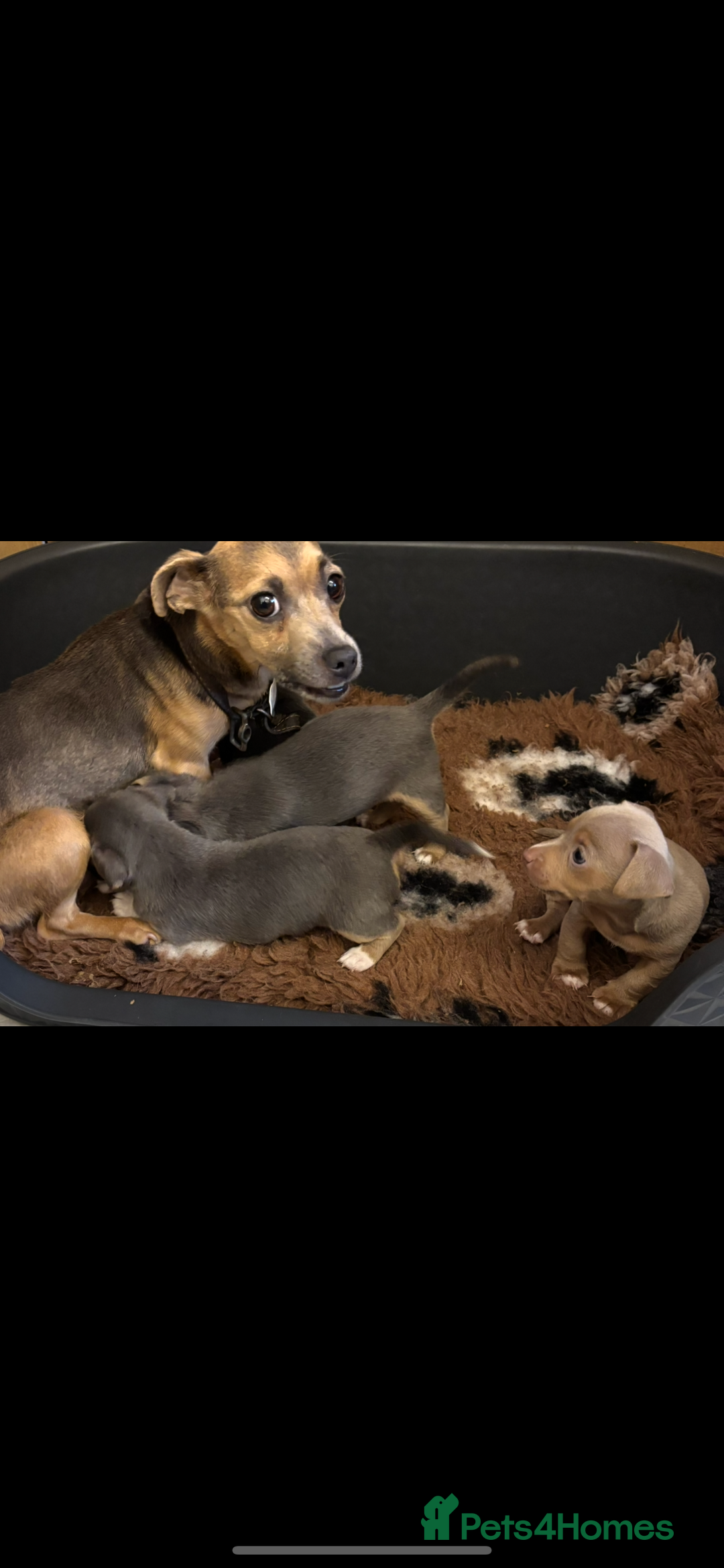 Jack Russell dogs for sale: Miniature Jack Russell Puppies - Image 12