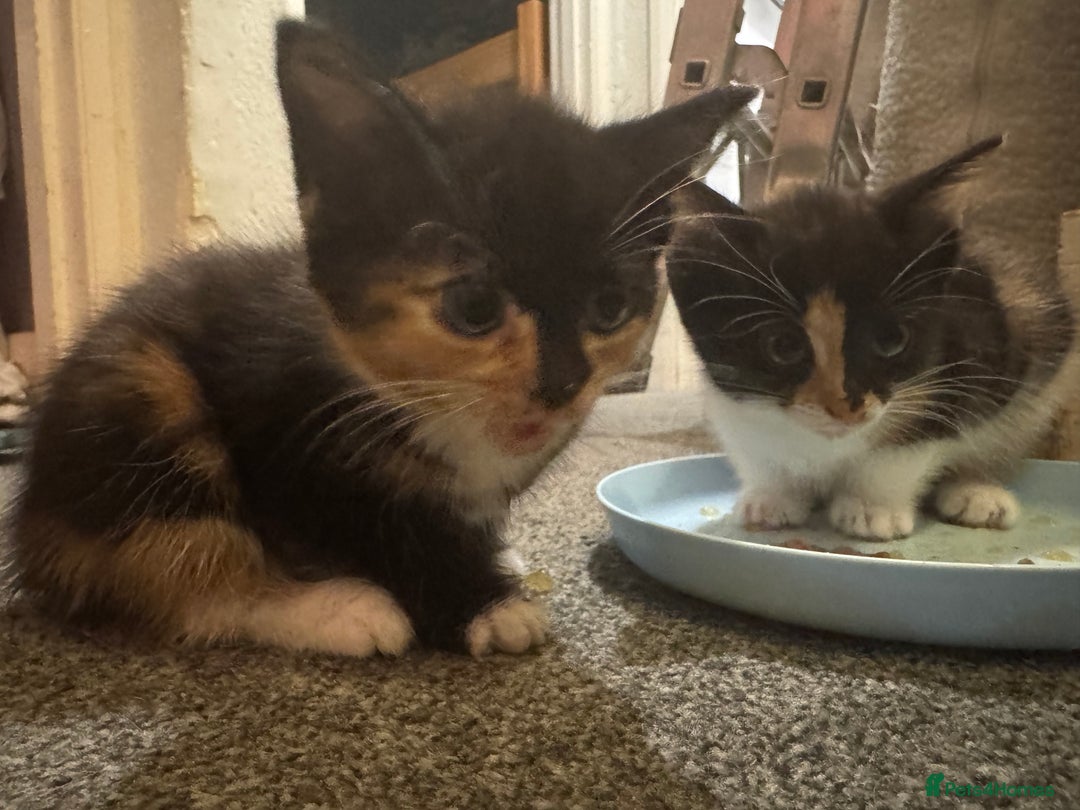 Mixed Breed cats for sale: Kittens for sale  - Image 4