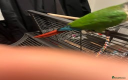Conures birds for sale: Handreared green cheek Conures 16 weeks old - Image 6