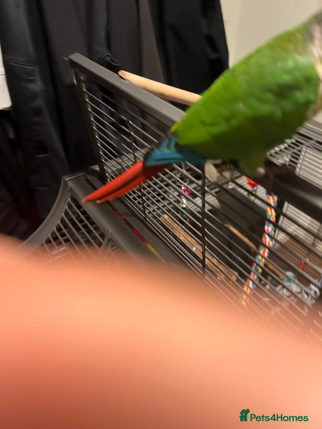 Conures birds for sale: Handreared green cheek Conures 16 weeks old - Image 6