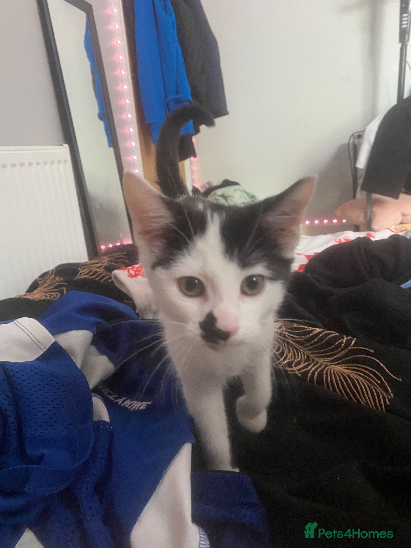 Mixed Breed cats 14 week old kitten - Advert 1