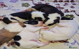 Mixed Breed dogs for sale: Chunky border collie cross puppies - Image 16