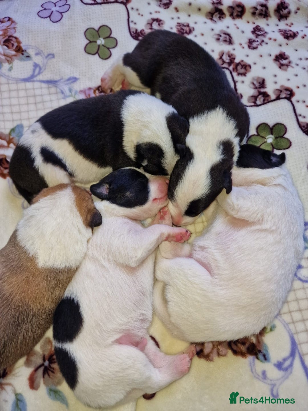 Mixed Breed dogs for sale: Chunky border collie cross puppies - Image 16