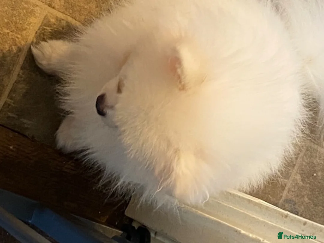Pomeranian dogs for stud: Kc pure white 1.2 kg Pomeranian stud in Reigate - Advert 8