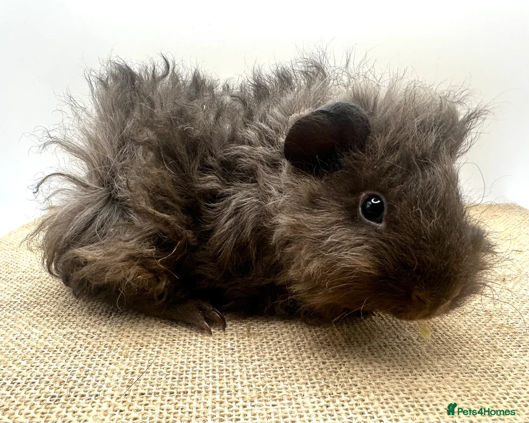 Guinea Pig rodents for sale: Lunkarya Boars - Advert 5